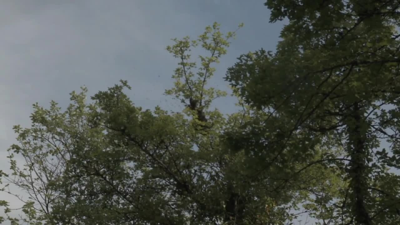 Der Imker - Clip 1 (Deutsche Untertitel) HD