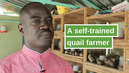 Burkina Faso: A self-trained quail farmer