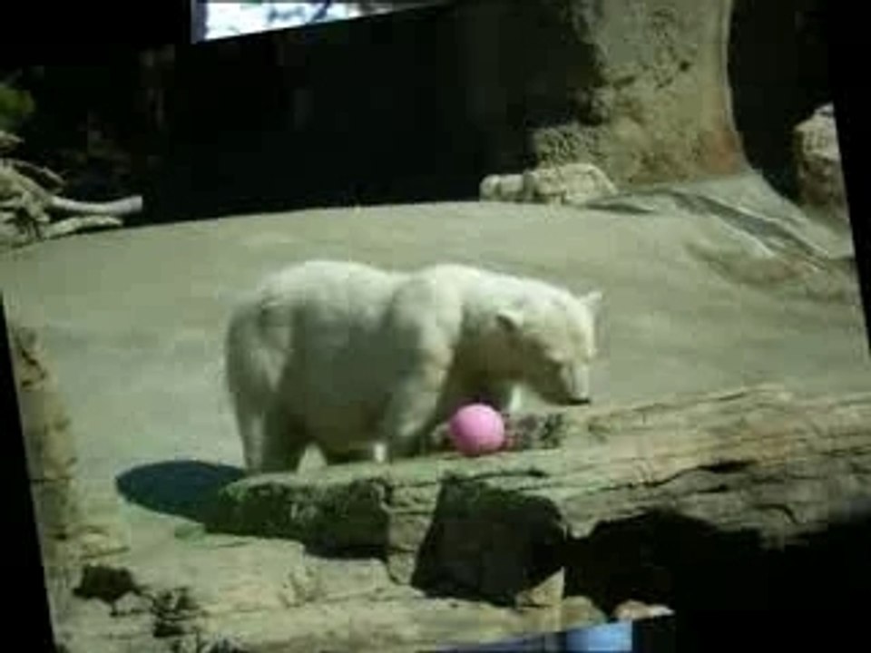 Carla au zoo de SD (Fev. 2008)