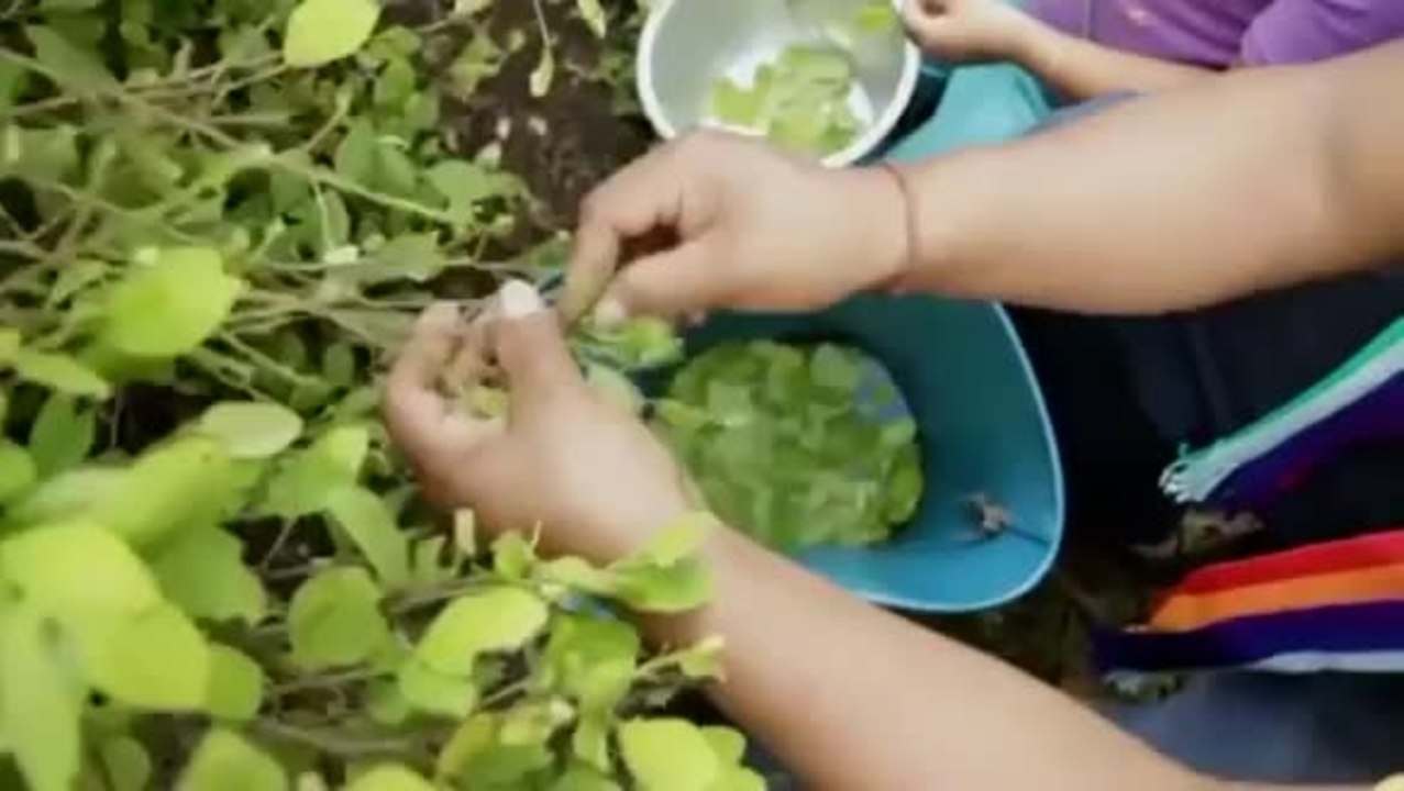 Mama Coca Die Krieger des Kokain - Trailer (Deutsche Untertitel)