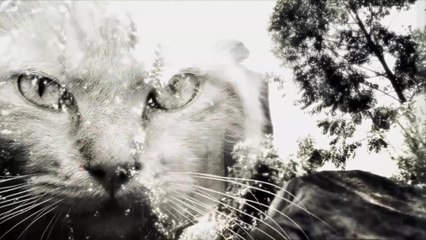 True Detective - Intro True Warrior Cats Parody (English) HD