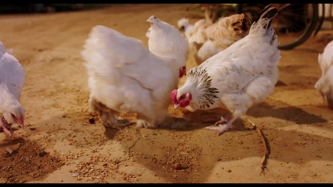 Pettersson und Findus - Clip 5 (Deutsch) HD