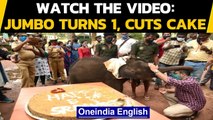 Elephant calf turns 1: Cuts cake made of sugarcane, jaggery & pineapple: watch |Oneindia News