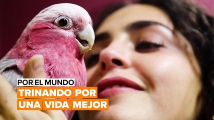 Por el mundo: trinando por una vida mejor