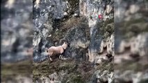 Köpeklerden kaçan dağ keçisinin müthiş tırmanışı
