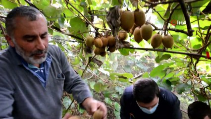 Sağanak yağış altında kivi hasadı