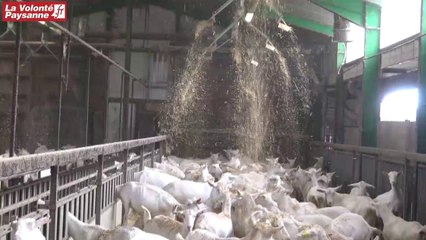 Caprins lait et paillage automatisé en Aveyron