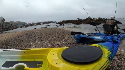 La pesca que  no quería hacer !!!!    lobos de mar... los eternos oportunistas