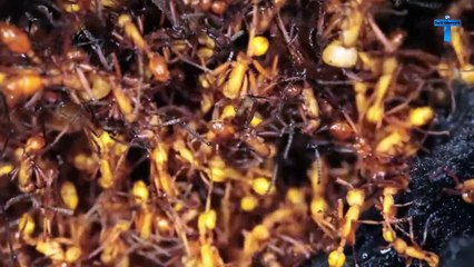 Top 15 Things You'll See For The First Time In Your Life