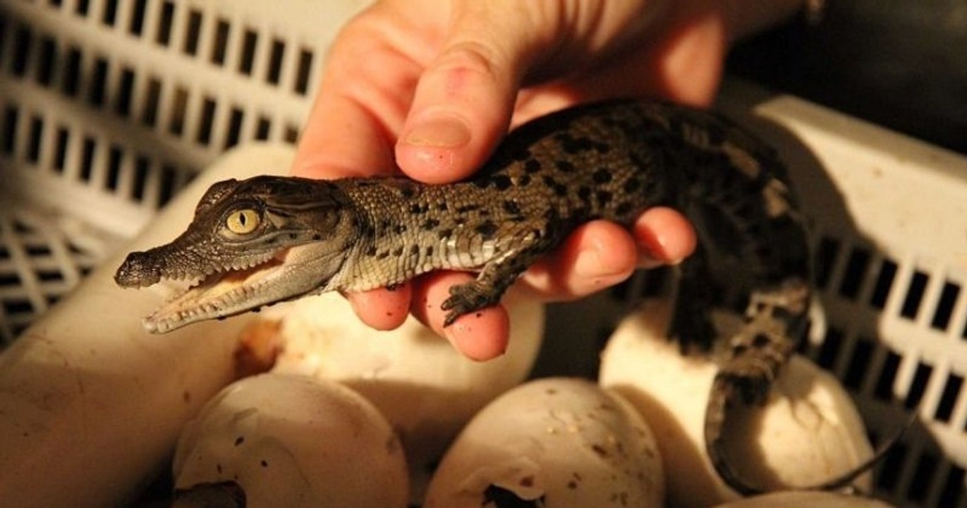 Australie : Hermès va construire la plus grande ferme d'élevage de crocodiles pour faire des sacs à main