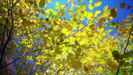 Air Jordan 1 Jp Midnight Navy Japan High Retro Sneaker On Feet