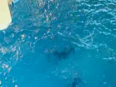 Orques - Formation Final Cut Pro