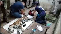 Un jaguar regresa a su hábitat tras ser atropellado