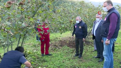 Vali Sonel, fındık budaması yaptı