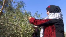 طقوس سنوية احتفالية ترافق موسم قطف الزيتون بغزة