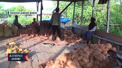 Harga Kelapa Naik Petani Mulai Bergairah
