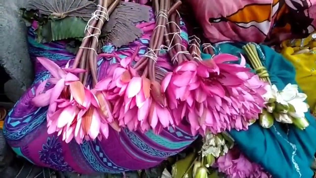दीपावली के कारण मंडी में बढ़ी फूलों की आवक और मांग, खासकर कमल के फूलों की बढ़ी डिमांड