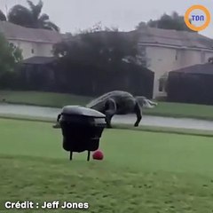 Un alligator surréaliste se balade sur un terrain de golf