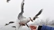 Seagulls work out school break times to steal food from children
