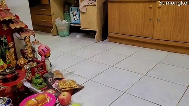 Snake Rides on Robotic Vacuum