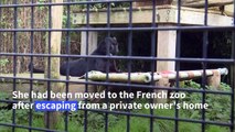 Panther stolen in France believed to be in Dutch big cat sanctuary