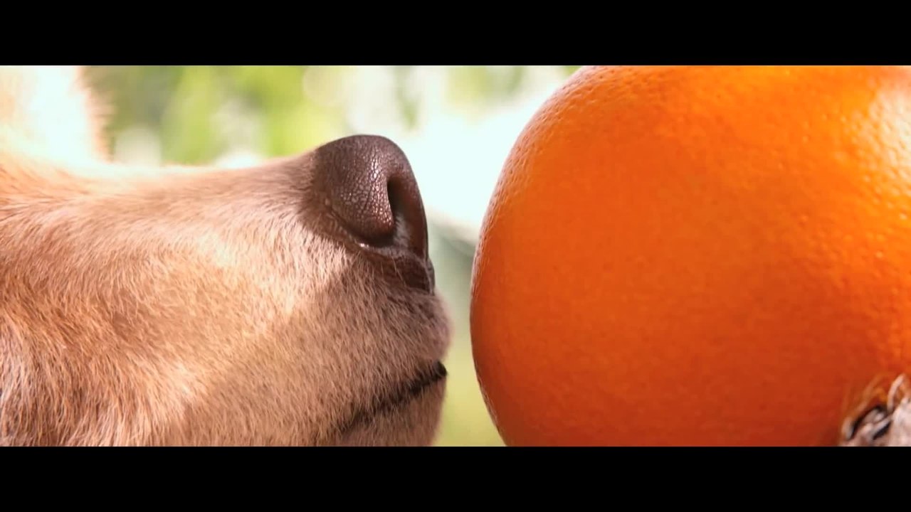 Paddington - Featurette Making-Of (Deutsch) HD