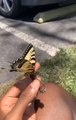 Guy Smoking Cannabis Thinks Butterly Fluttering Over It Smokes It Too