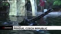 Prague Zoo launches fundraising effort to feed its animals