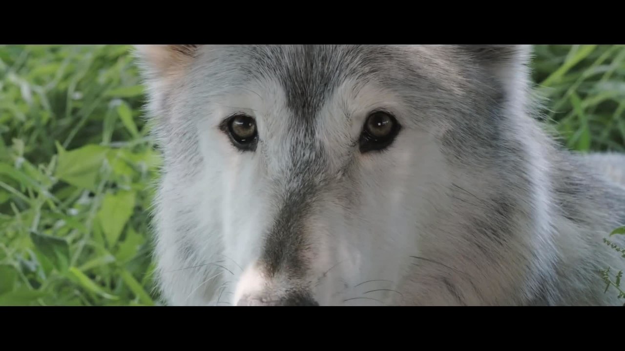 Shana The Wolfs Music - Trailer (Deutsch) HD