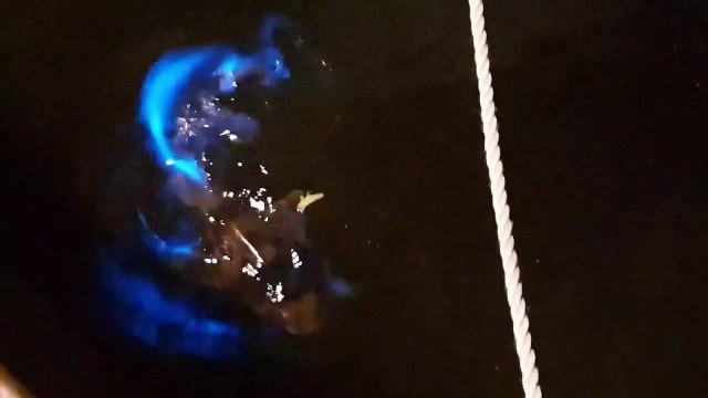 Un requin nage dans des eaux bioluminescentes à Bellerive, Tasmanie