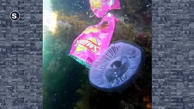 Cette magnifique méduse nage avec un paquet de chips... l'état de la planète résumé en 1 vidéo