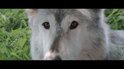 Shana The Wolfs Music - Trailer (English) HD