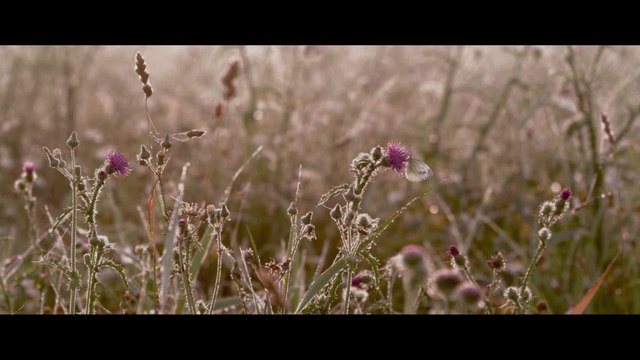 Die neue Wildnis - Clip Krieg um den Thron (Deutsch) HD