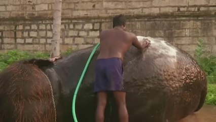 Una elefanta triunfa en la India con su corte de pelo y su peculiar estilo musical