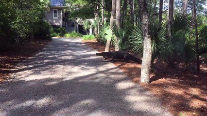 D. Michael Wilson Films Residential Alligator Crossing