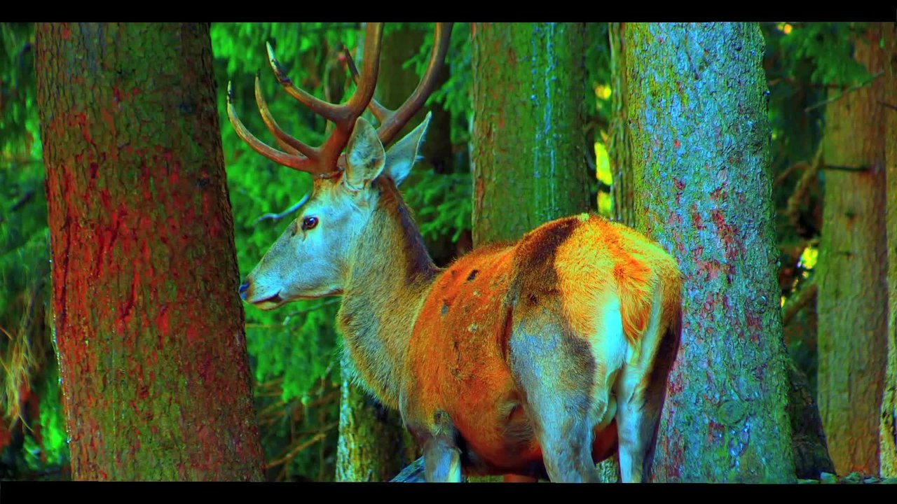 Hirschen - Teaser Trailer (Deutsch) HD