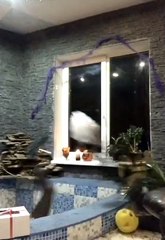 Girl Trips Over Plant