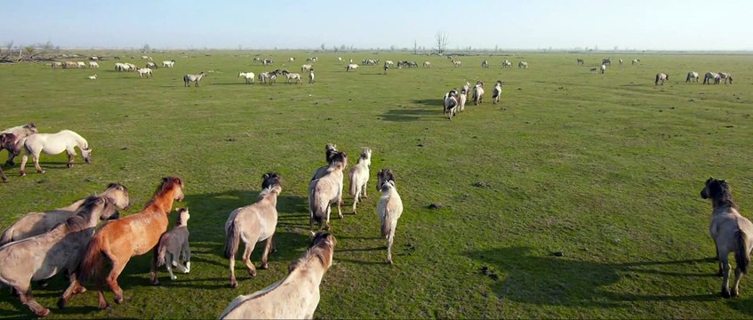 Die neue Wildnis - Clip Die heimlichen Herrscher des Graslandes (Deutsch) HD
