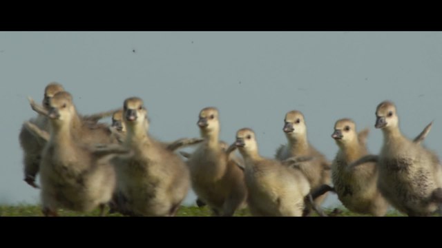 Die neue Wildnis - Clip Fuchs du hast die Gans gestohlen (Deutsch) HD