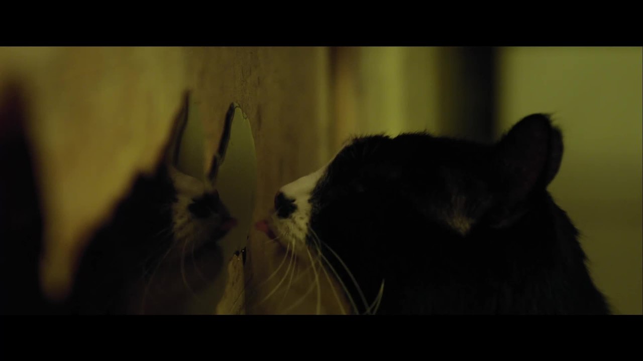 Das Ewige Leben - Clip Katze leckt Blut (Deutsch) HD