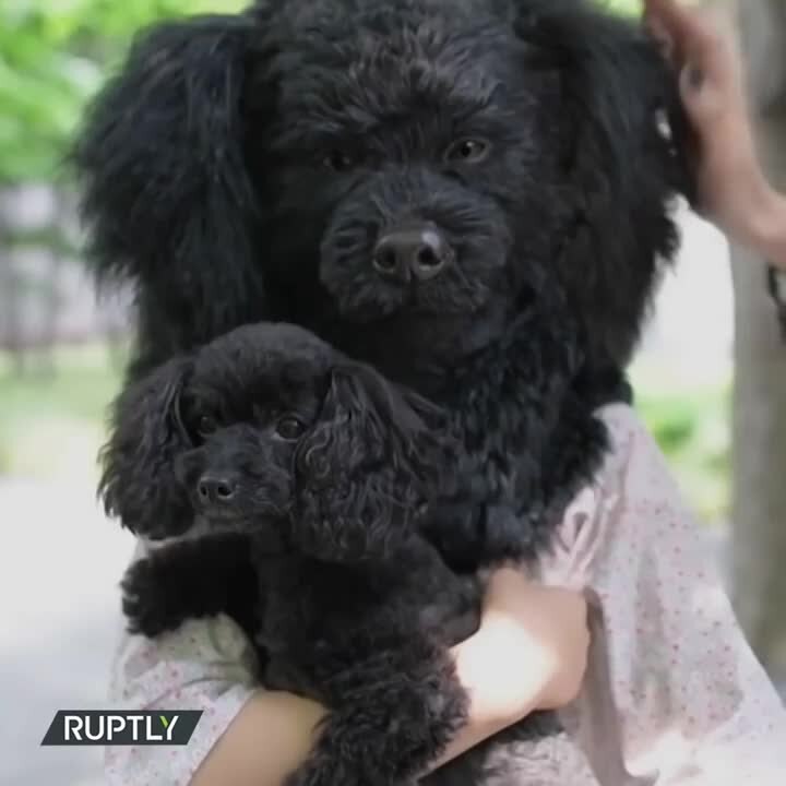 ¡Luce igual que tu mascota! | Sabías que...