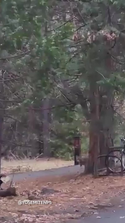 Yosemite’s Animals are Enjoying Their Freedom Without Visitors