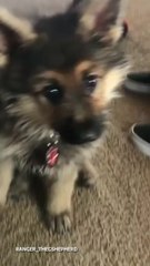 Ranger: the German Shepherd with Dwarfism