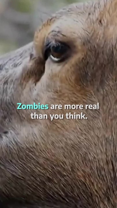 Zombie Deer