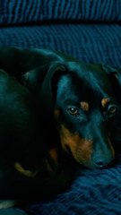 Sleeping With Your Pet Could Improve Your Health