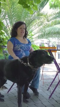 The Meaning Behind Color Coded Dog Collars