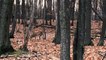 Cerfs de Virginie au parc Michel-Chartrand - 10 novembre 2020