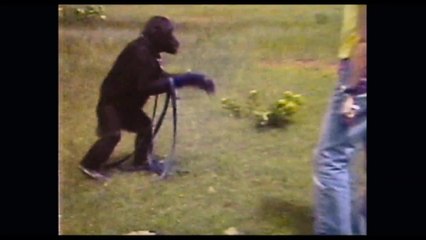 Project Nim - Clip (English)