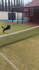 Dog Accidentally Backflips Through Tennis Net