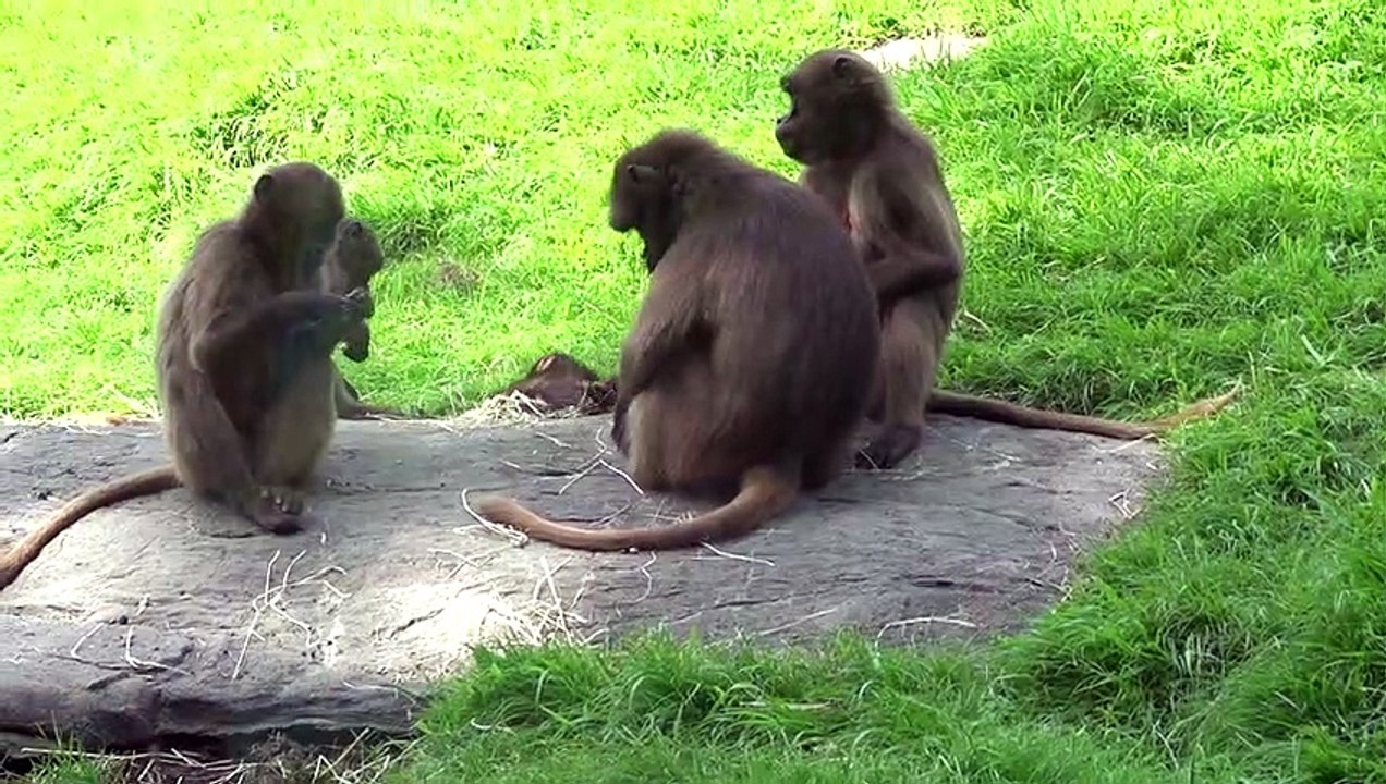 Mother Monkey Holds Baby By the Tail